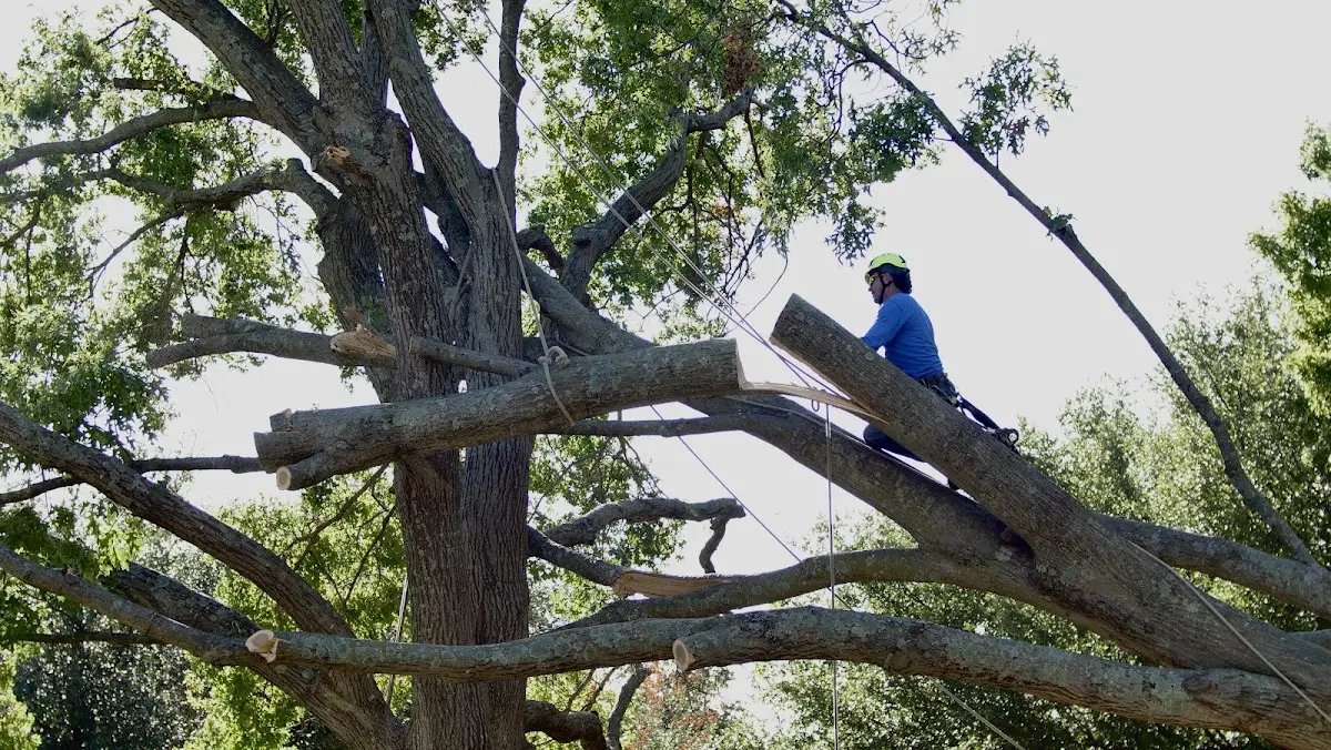 Professional Crown Thinning performed by certified arborists in Dakota City