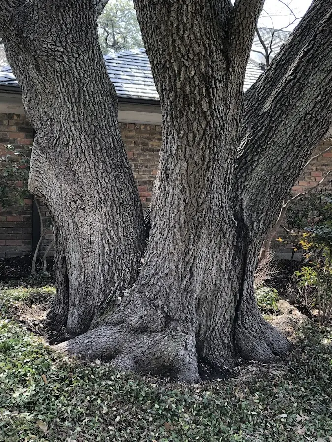 Mature heritage tree close to a Dakota City property cared for by certified arborists
